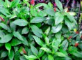 ODONTONEMA STRICTUM